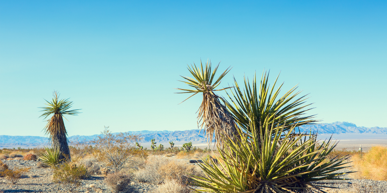 Yuccas growing in the desert