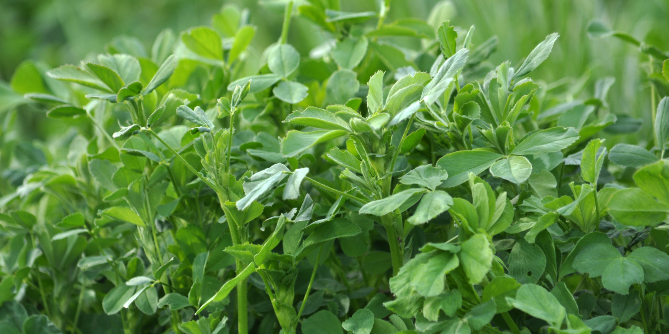 Alfalfa growing green