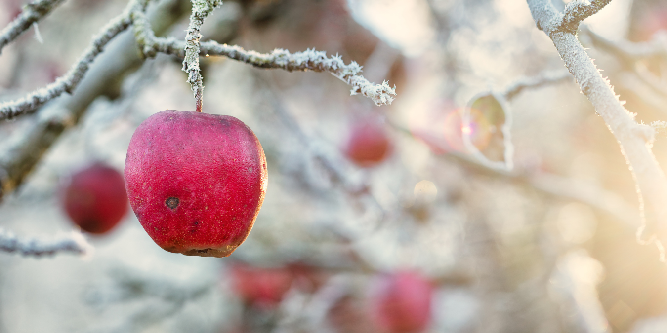 The Best Plants for Your Winter Garden