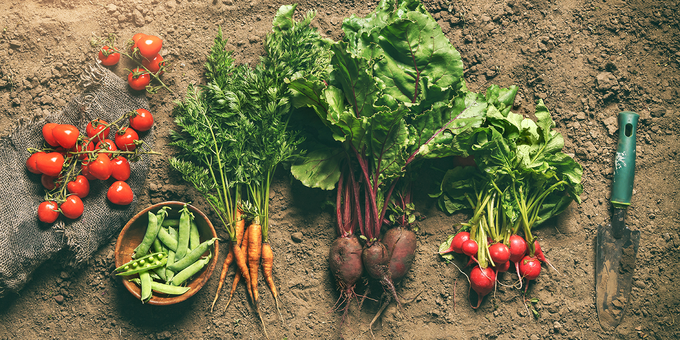 Beautiful vegetables in a row