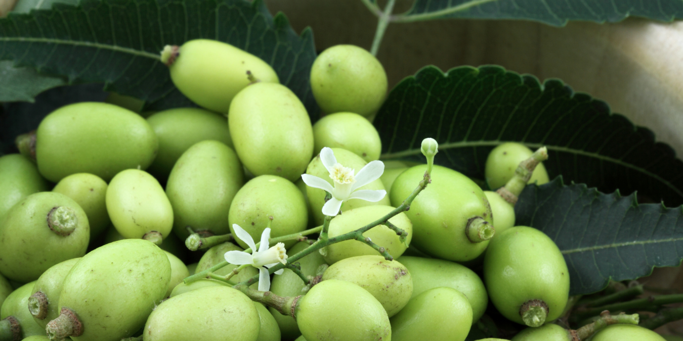Neem seeds