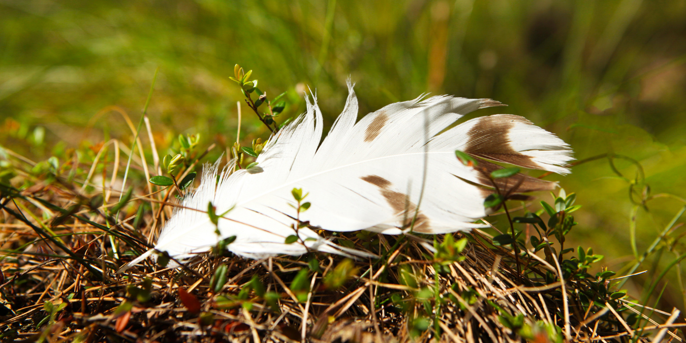 Feather Meal