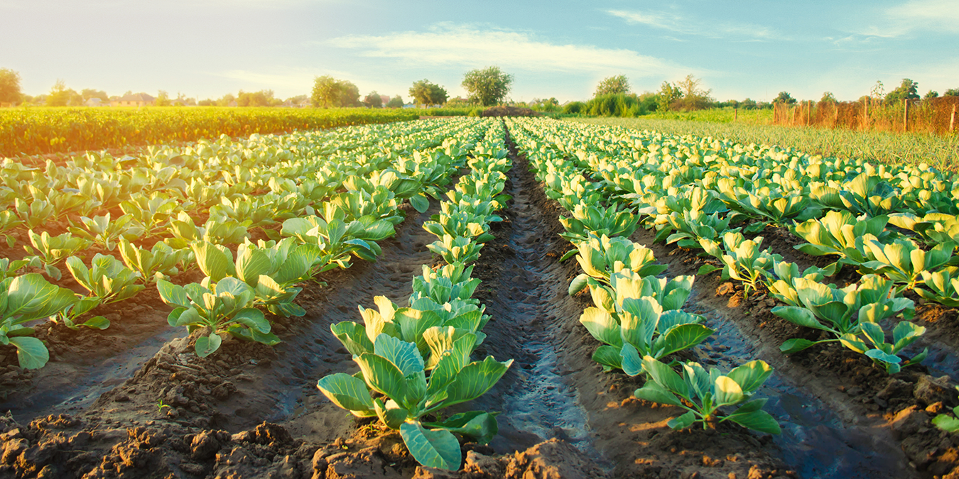 Boosted yield cabbage field