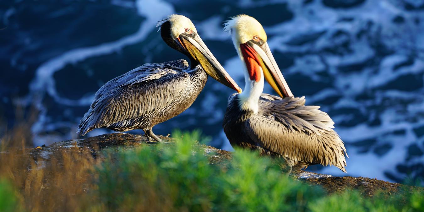 Seabirds