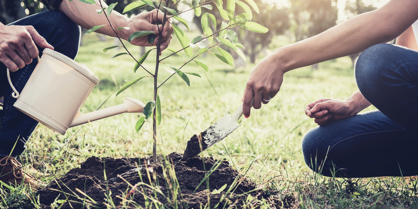 Two people planting a fruit tree together