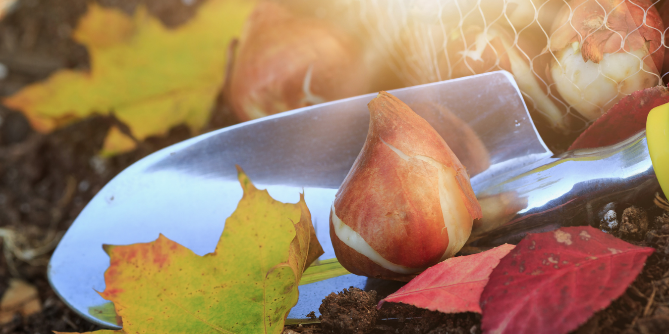 Fall bulbs and tools