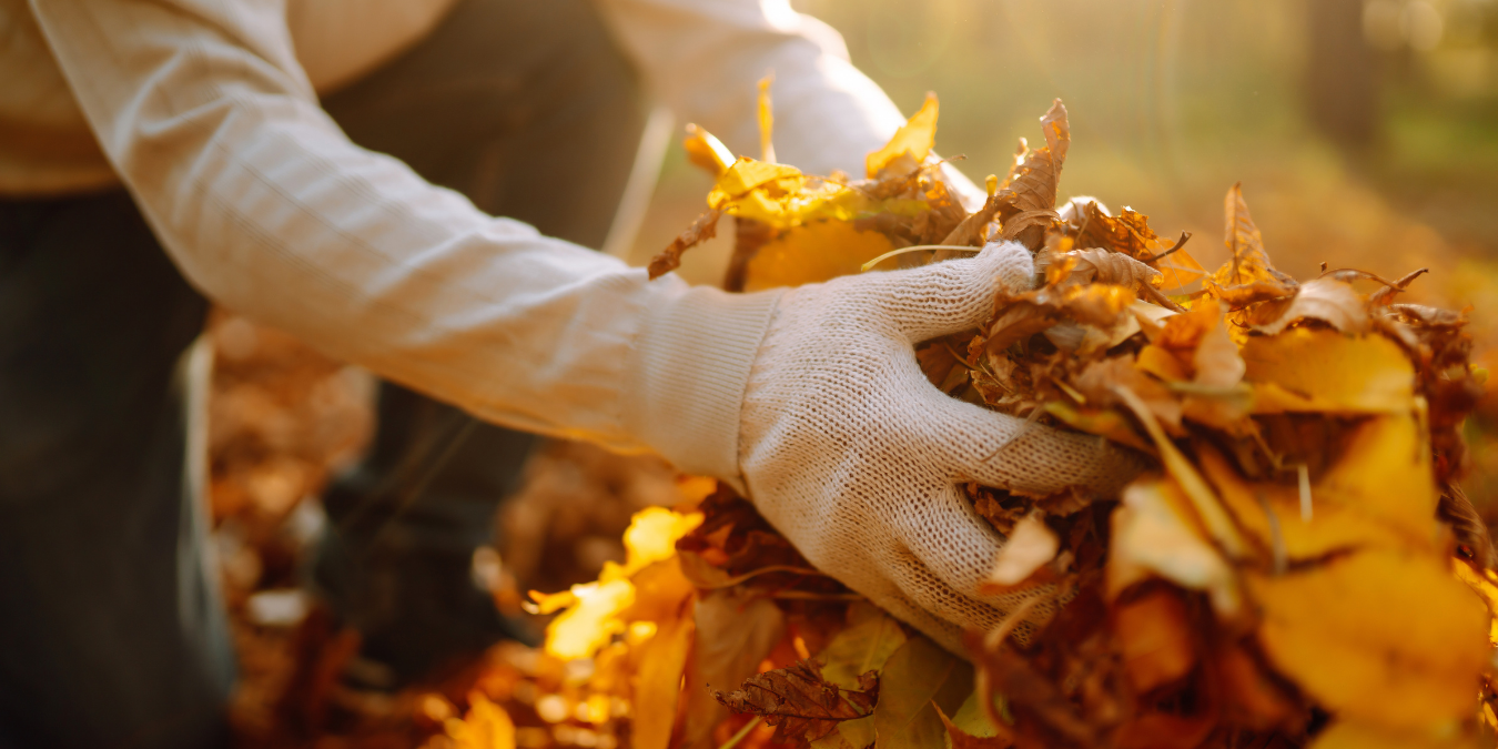 Fall leaves being collected