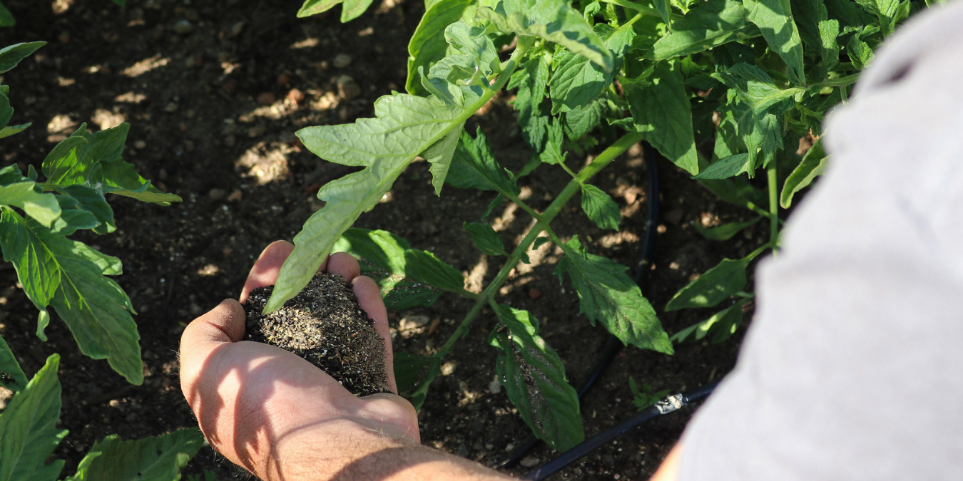 Working nutrients into the soil around cannabis crop
