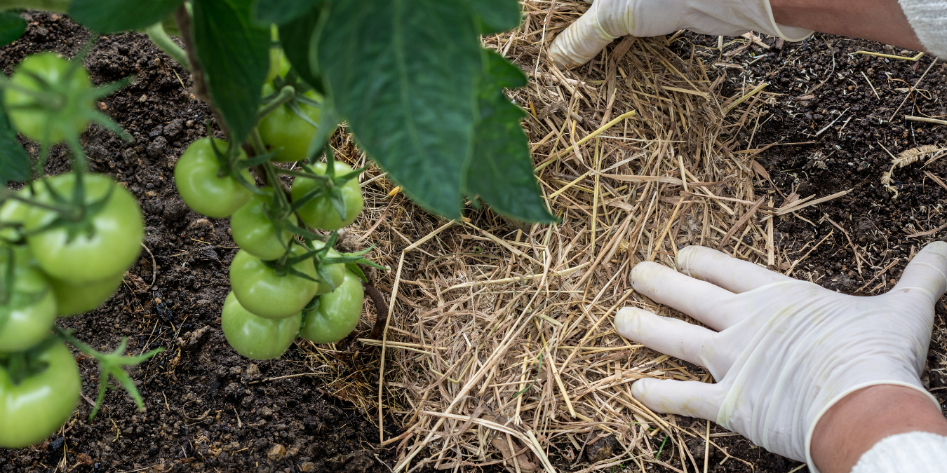gloved hands adding mulch