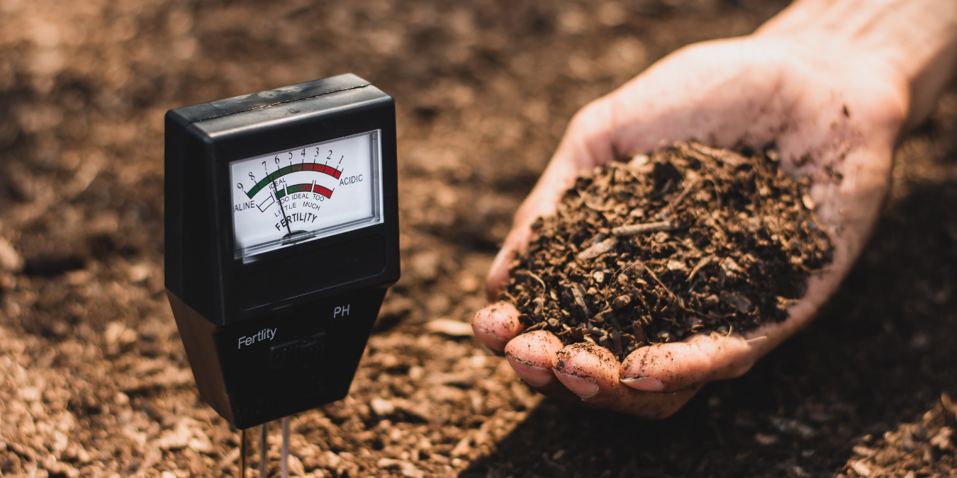 Checking cannabis soil