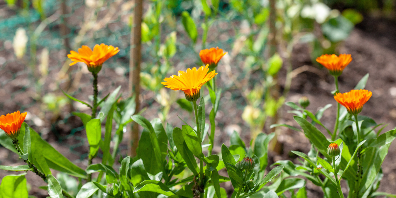 Marigolds make great companions