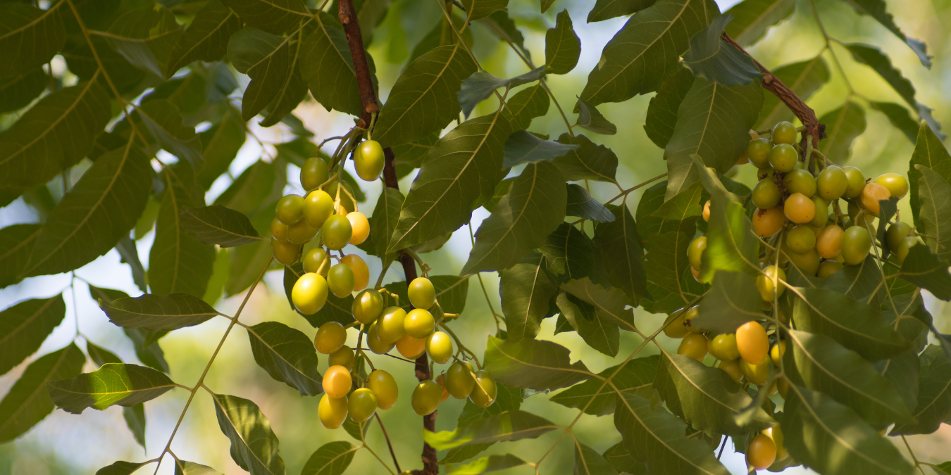 Image of Neem Seeds on Tree