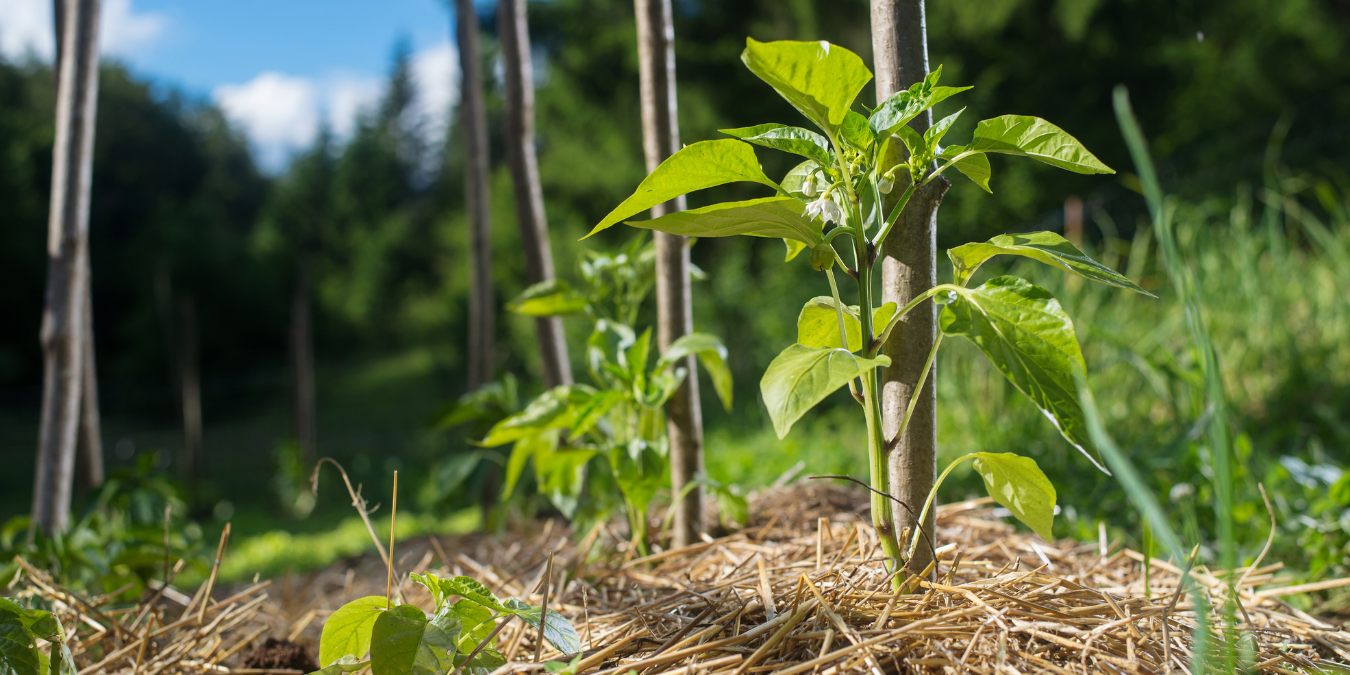 No till gardening for cannabis