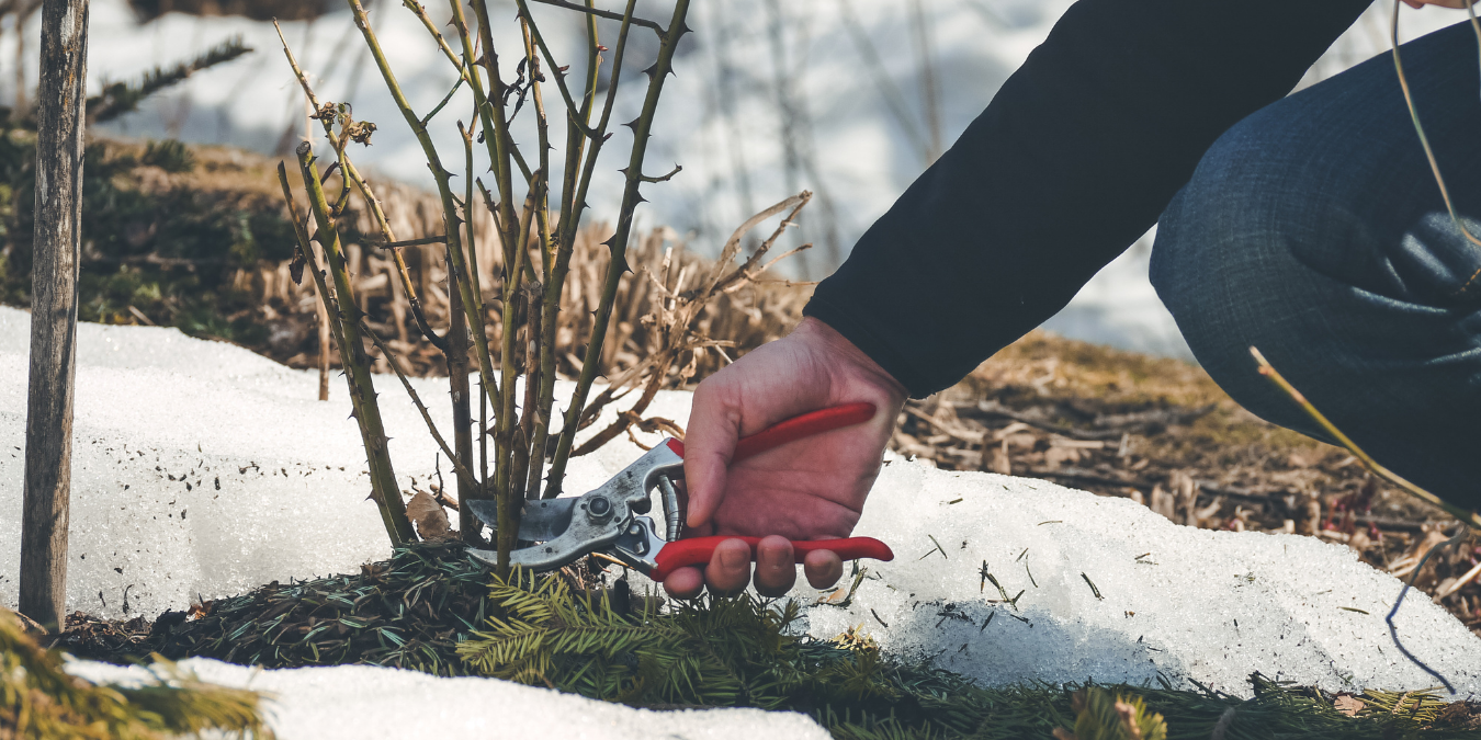 Hand pruning a plant in the snow