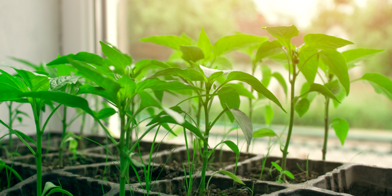 A tray of seedlings