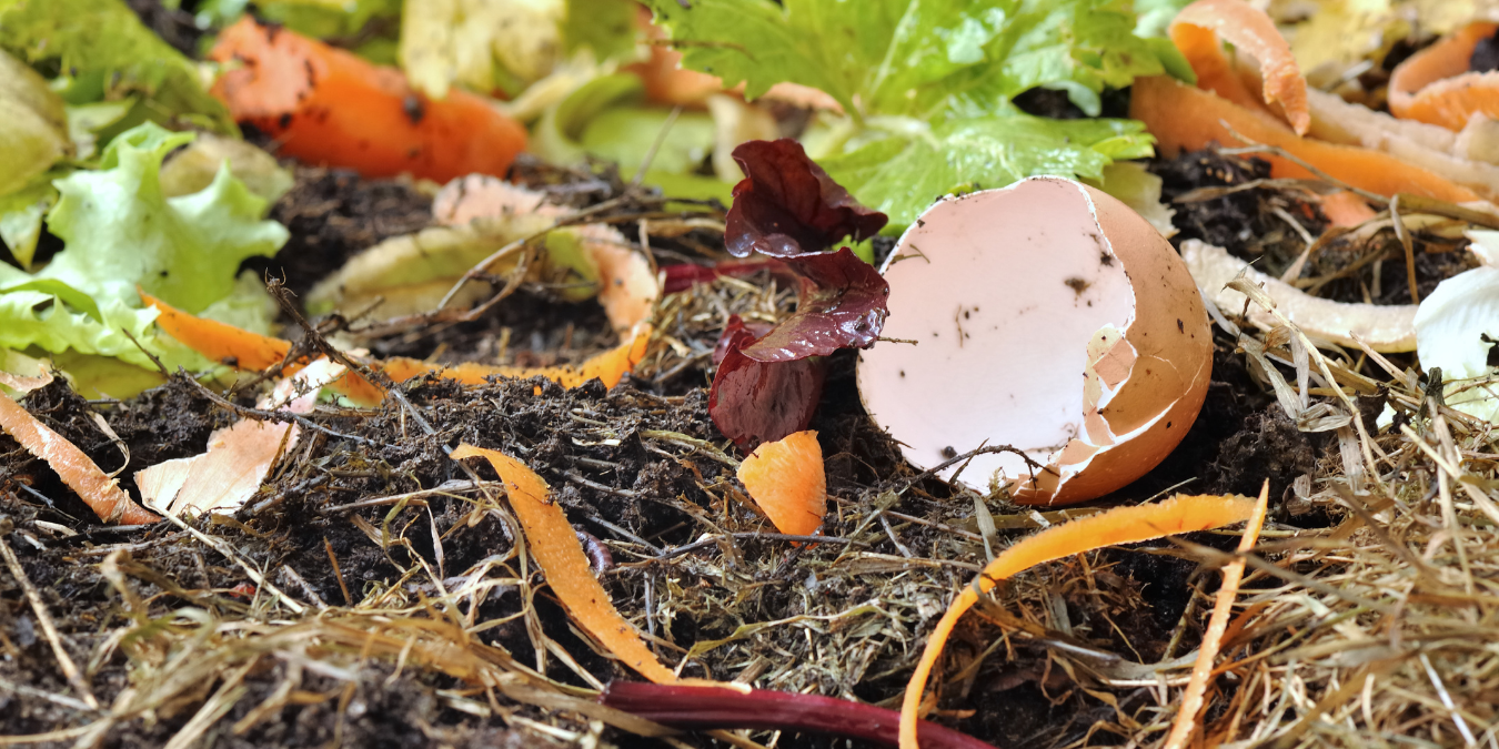 Compost with egg shells and other scraps