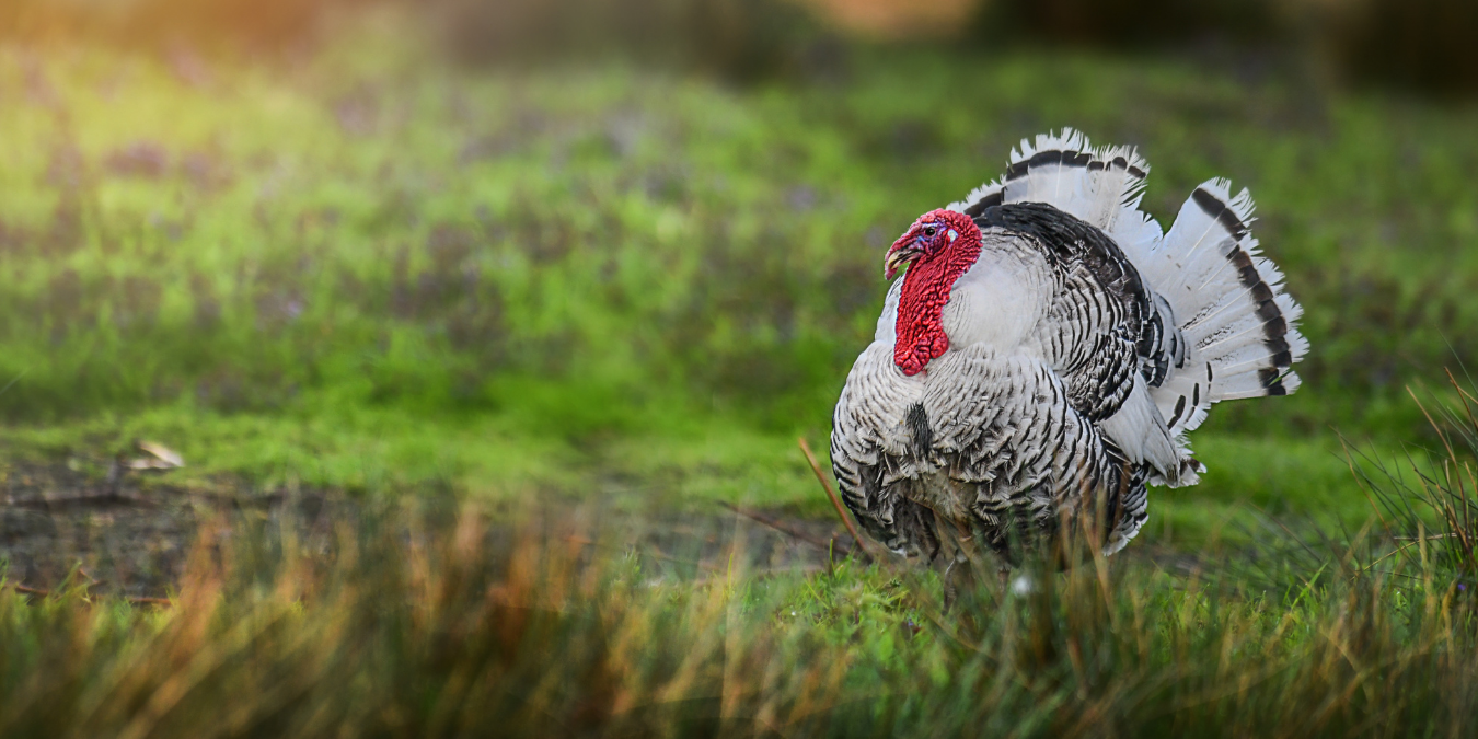 Turkey standing in a field