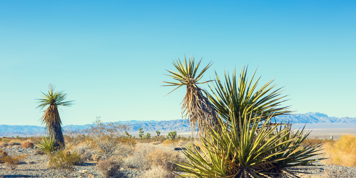 YUCCA EXTRACT
