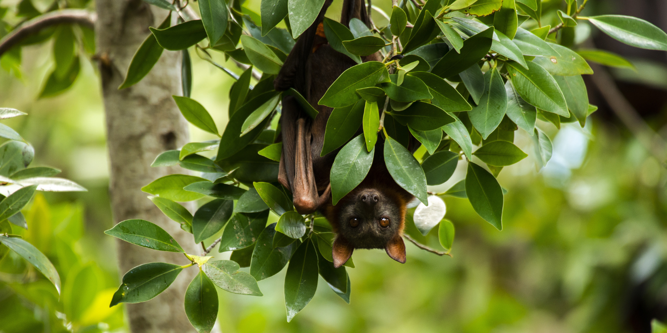 Bat hiding in green tree