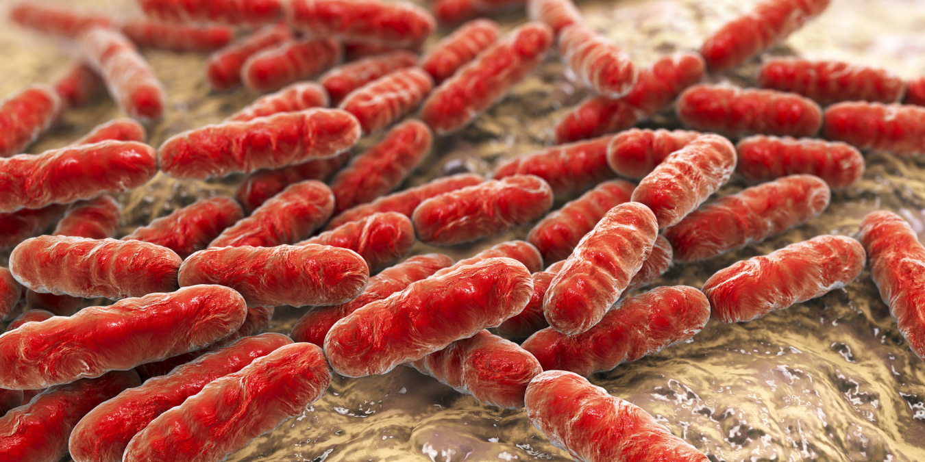 red colored microscopic bacteria