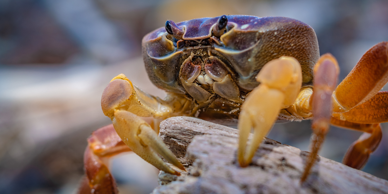 Crustacear CRUSTACEAN MEAL
