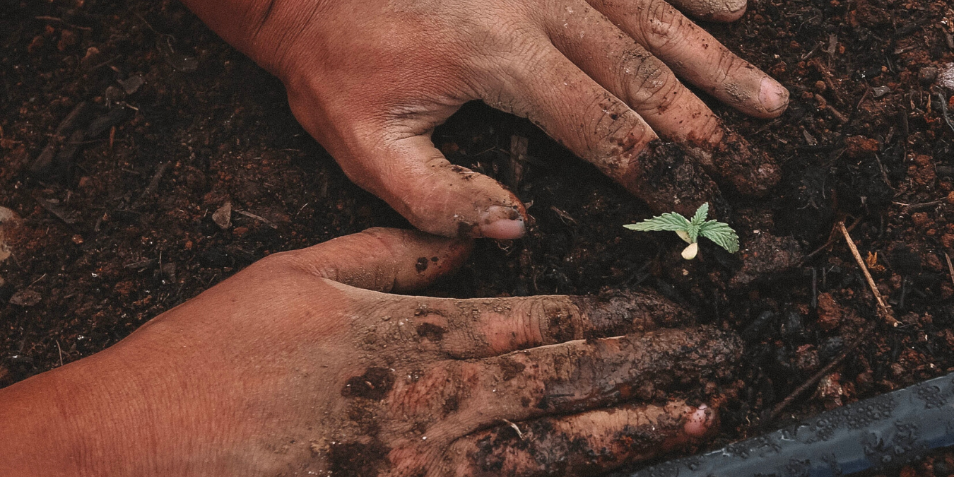 Hands in soil surrounding baby cannabis plant
