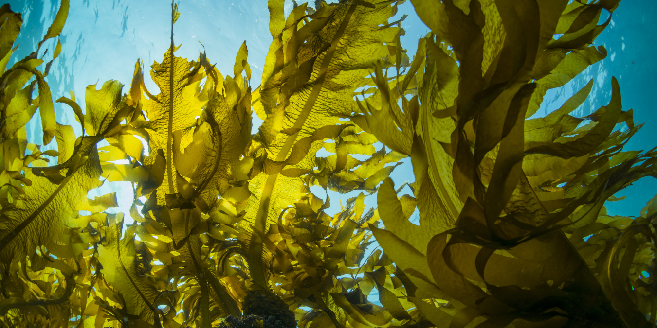 Kelp under water