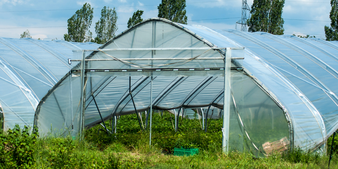 large covered greenhouse